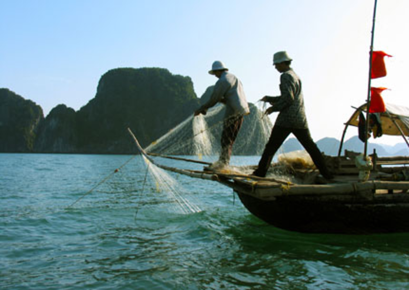Người dân đánh bắt cá ở Vịnh
