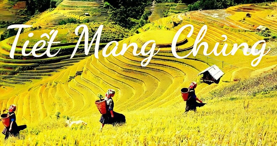 Tiết Mang Chủng là gì? Tiết Mang Chủng 2023 diễn ra vào thời gian nào?