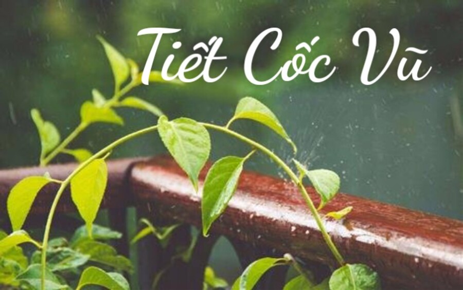 Tiết Cốc Vũ là gì? Tiết Cốc Vũ 2023 diễn ra vào ngày nào?